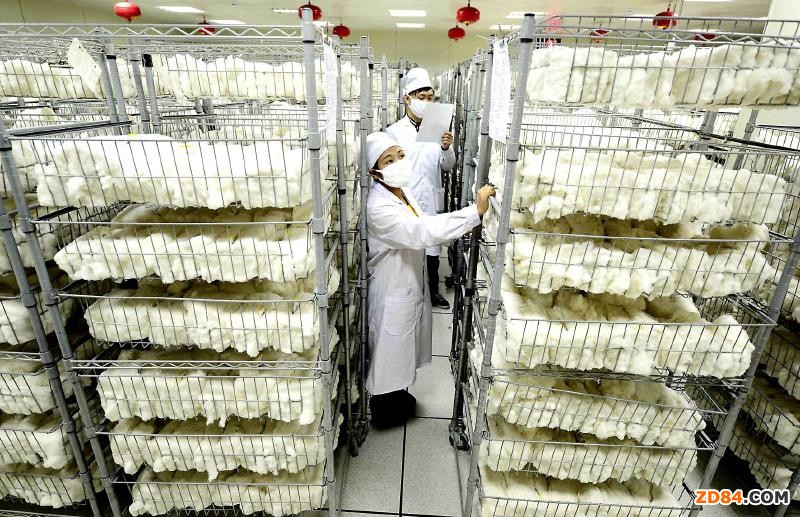 兵團第一師棉花公證檢驗逾10萬噸