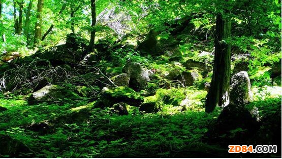 3.12ֲ�九(ji��)�����Gɫ ���ѵ�̼���h(hu��n)�����ʽ